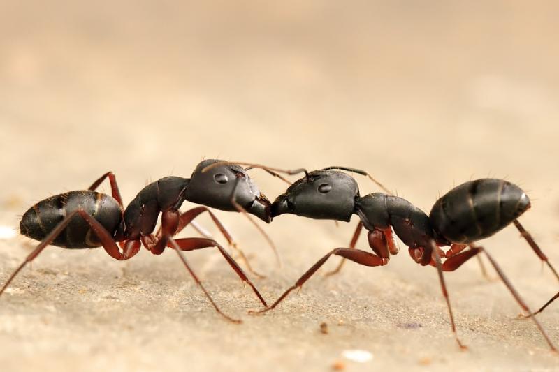 There are more than 14,000 ant species for science classes to investigate. (Photo by Rakeshkdogra/Wikimedia Commons)
