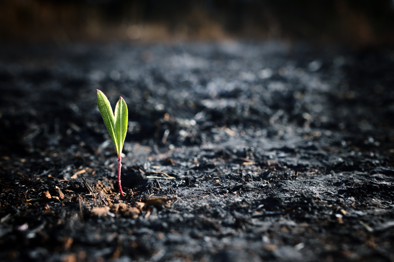 Seedling sprouting amid a burned-out landscape